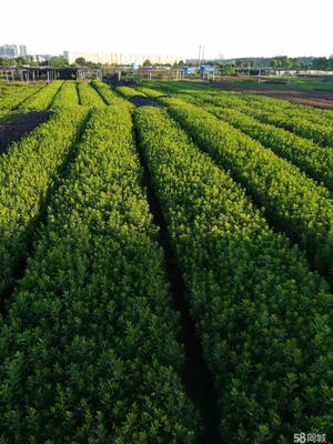 城市綠色生態服務全覽